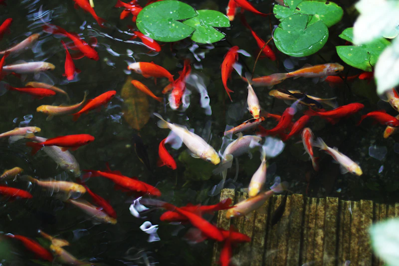 카디널테트라