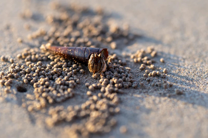 헤라클레스장수풍뎅이