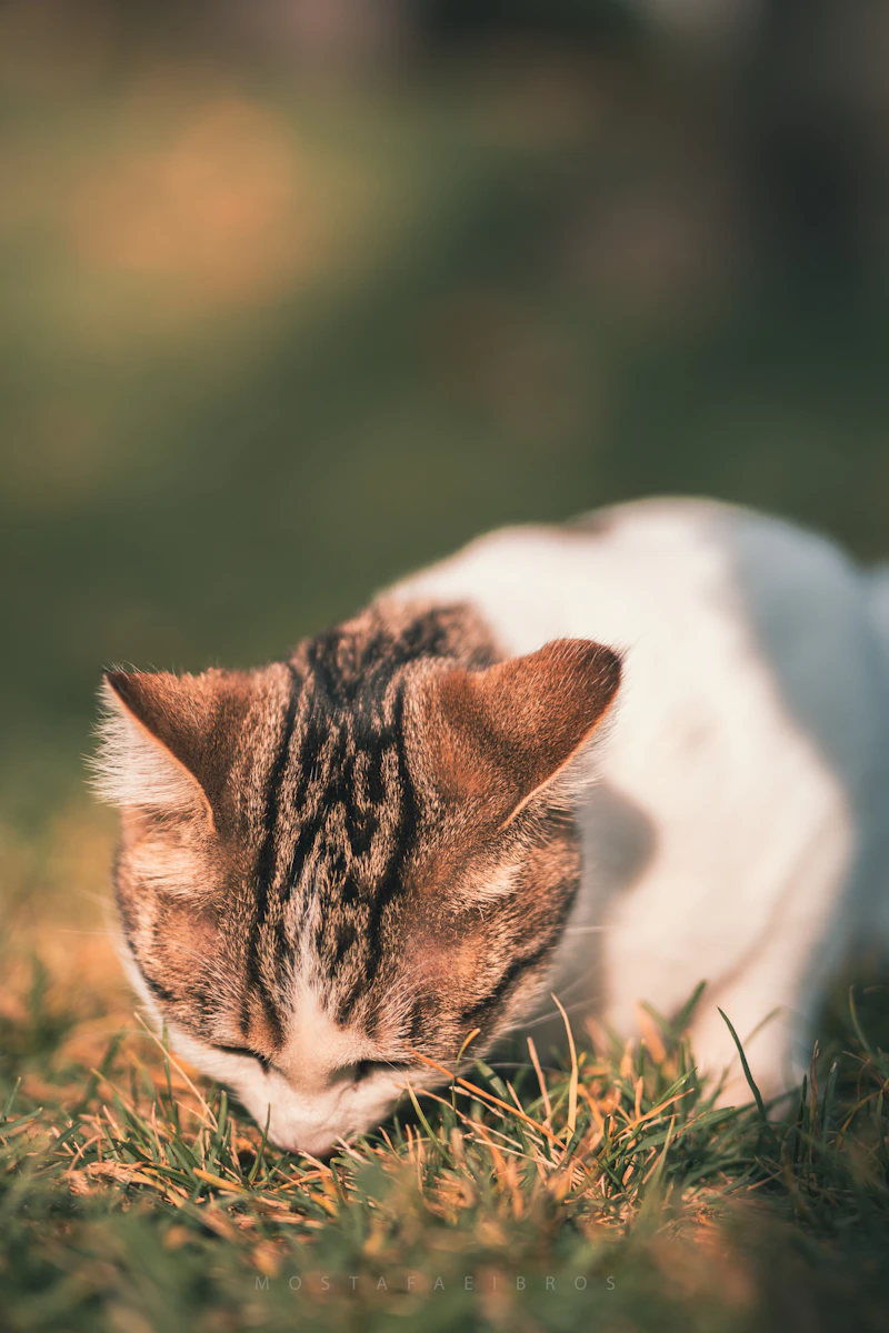 고양이 김 먹어도 되나요