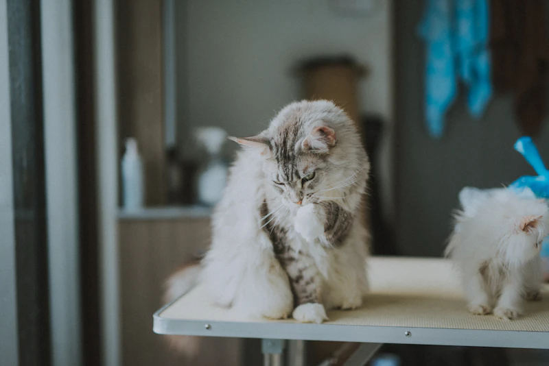 고양이 3종 백신