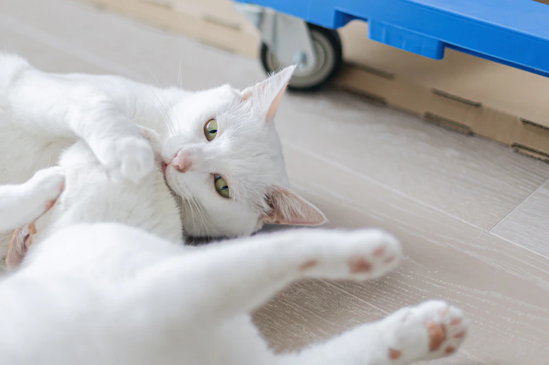 고양이 예방접종 시기