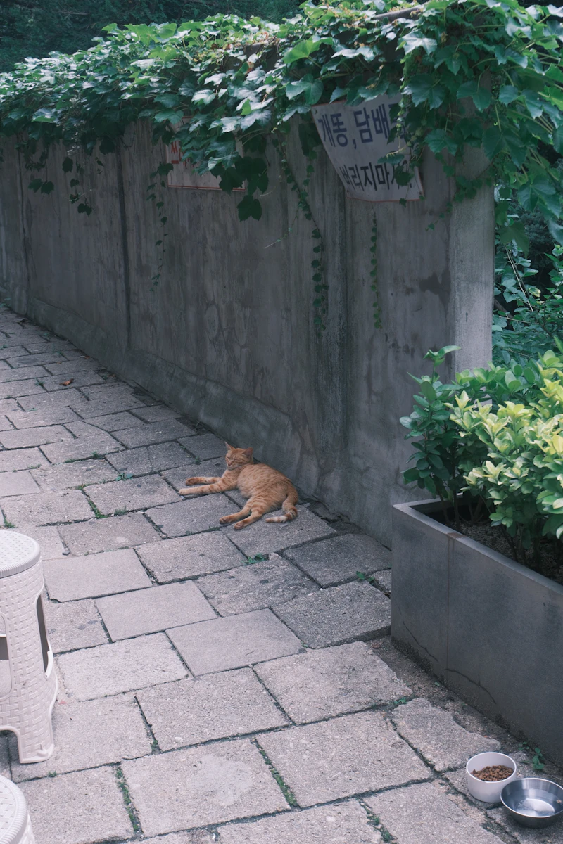 고양이 물 많이 마시는 이유
