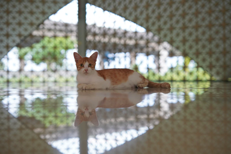 고양이 3종 백신