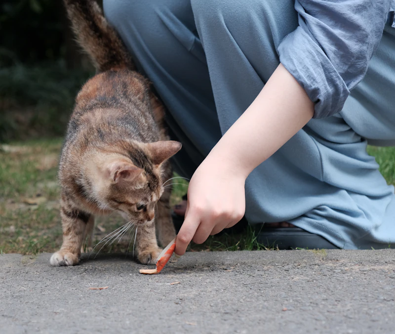 고양이 김 먹어도 되나요