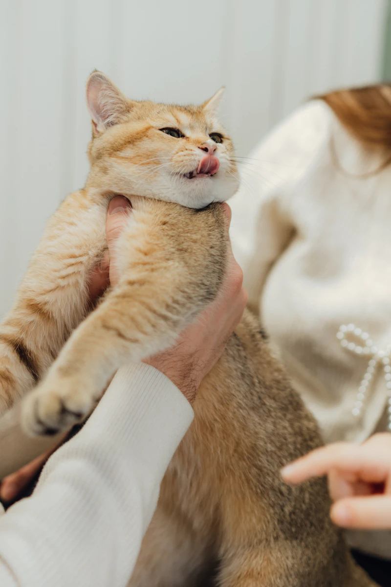 고양이 김 먹어도 되나요