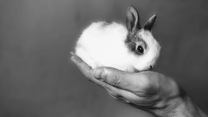 롭이어토끼