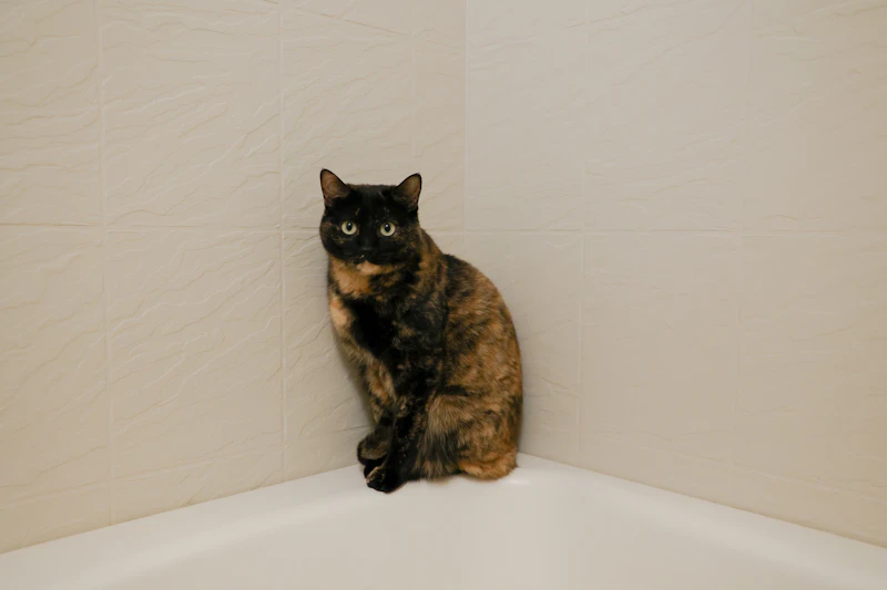 고양이 키우는 비용 한달